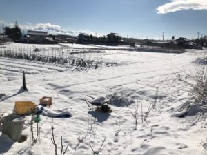 雪に覆われた畑